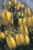 Lemon Bottlebrush