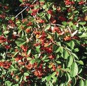 Cotoneaster