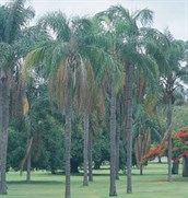 Cocos Palm
