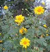 Japanese Sunflower