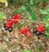 Mickey Mouse Plant