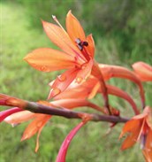Watsonia