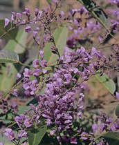 Native Sarsaparilla