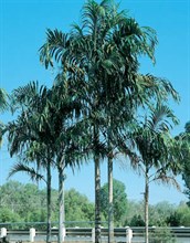 Carpentaria Palm