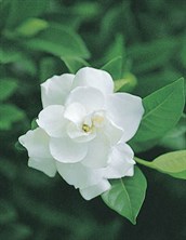 Gardenia
