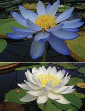 Native Waterlily