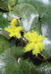Wavy Marshwort