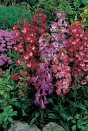 Penstemon