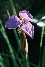 Purple Flag Iris
