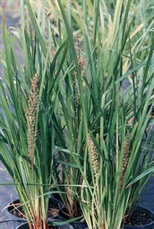 Spiny Headed Mat Rush