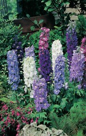 Delphinium