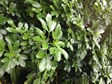 Mexican orange blossom 