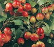 Flowering Crab Apples